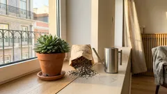 A sua suculenta parece parada? Três ajustes discretos que mudam tudo em poucas semanas